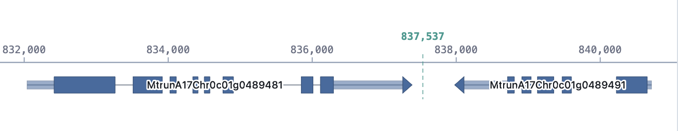 SeqAtlas development detail showing two annotated gene models on opposite strands, with exon blocks and connecting introns aligned to genomic coordinates.