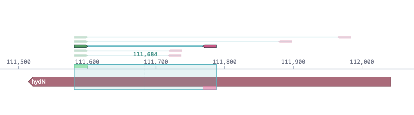 Candidate forward and reverse primers mapped over hydN, with a selected PCR region highlighted in the earlier SeqAtlas browser interface.